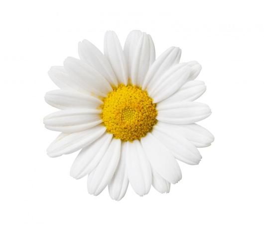 Small daisy tattoo 0087