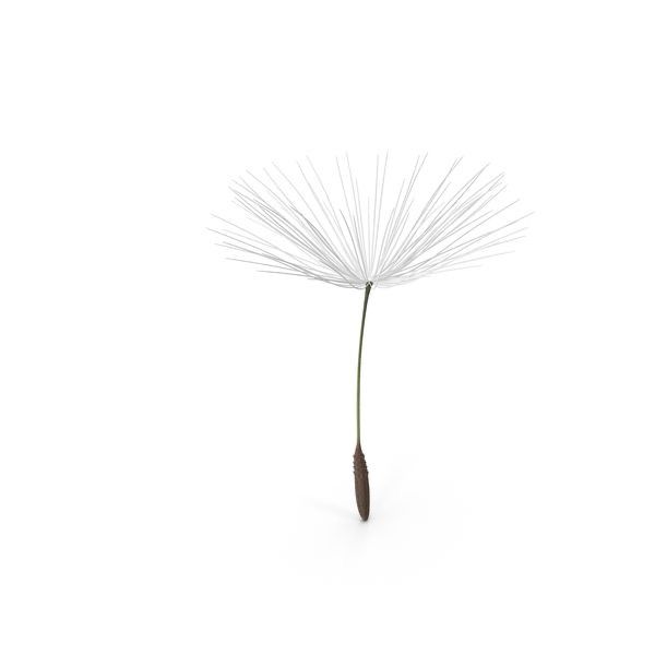 Small dandelion tattoo 0043