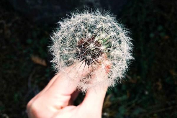 Small dandelion tattoo 0095