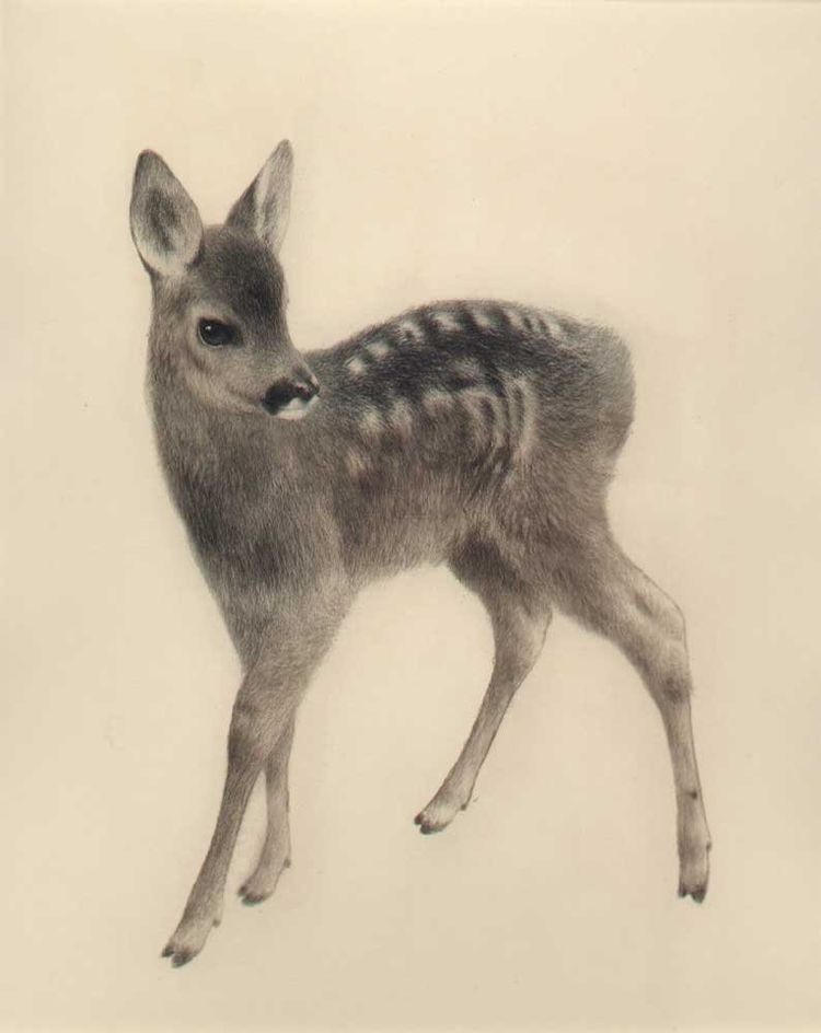 small deer silhouette tattoo options