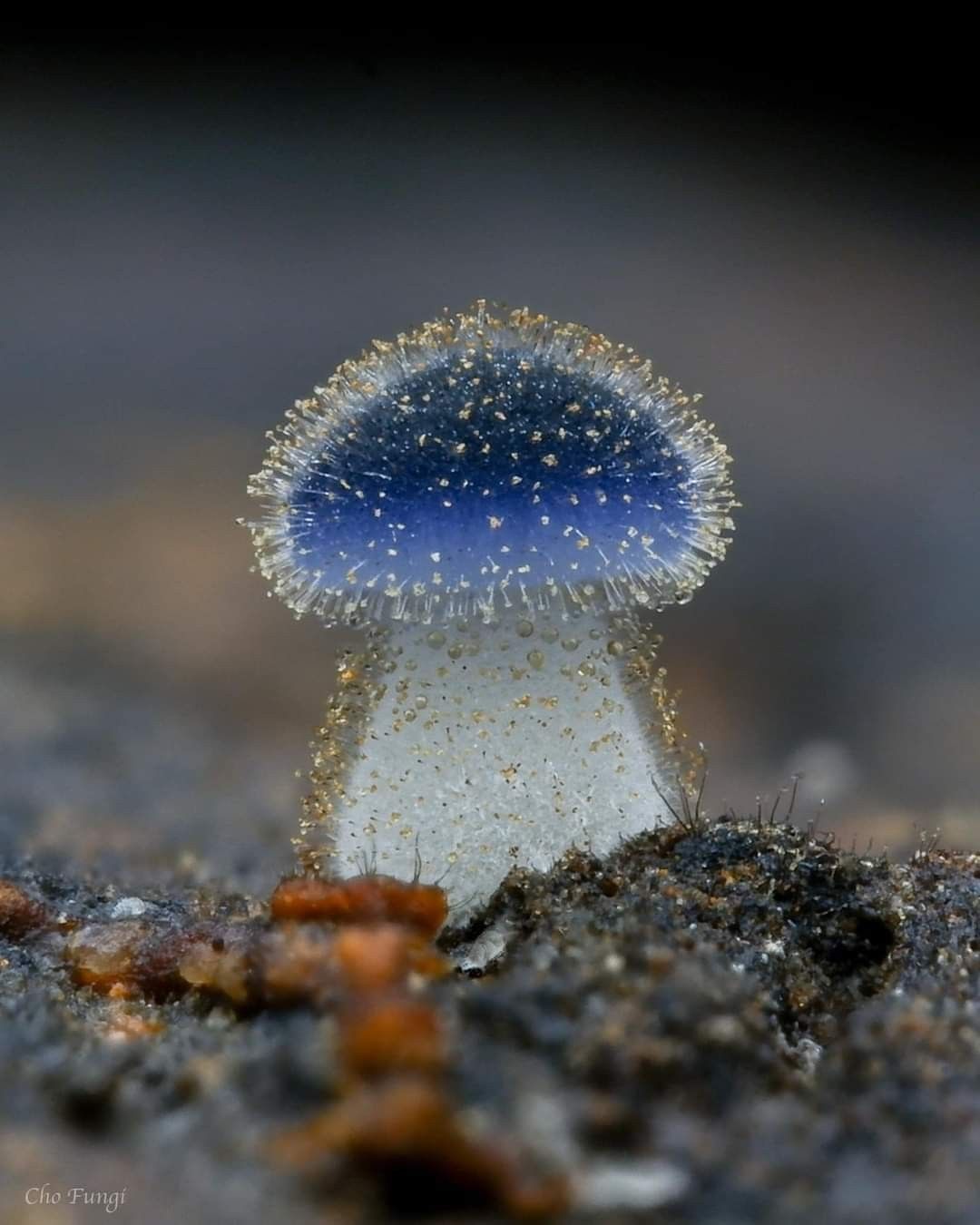 small mushroom tattoo meaning.