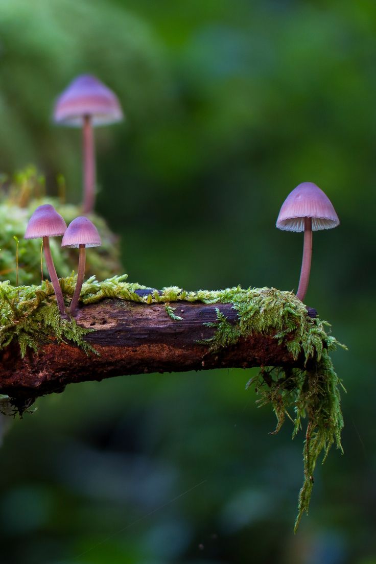 Small mushroom tattoo 0014