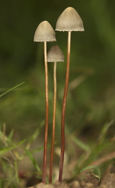 Small mushroom tattoo 0018