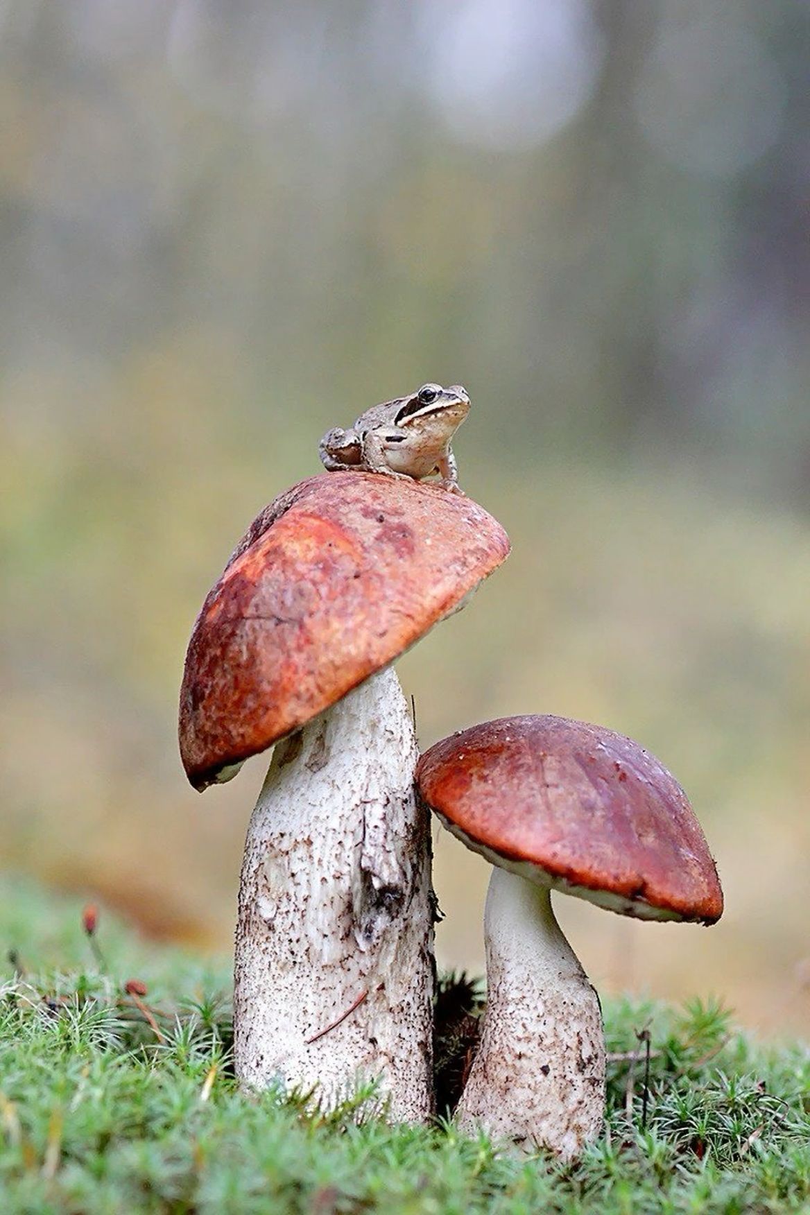 Small mushroom tattoo 0029