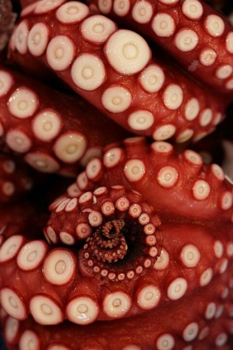 Small octopus tattoo 0086