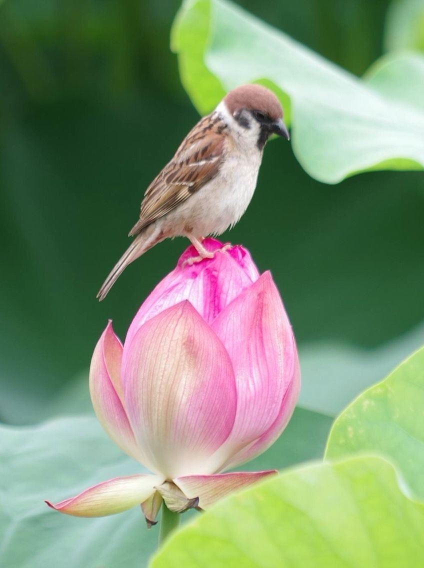 Small pink lotus tattoo 0033