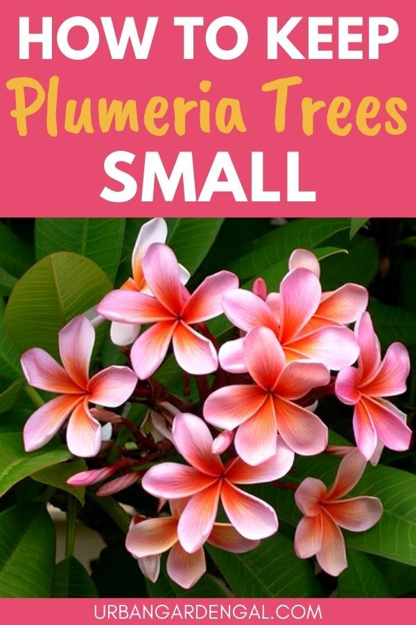 Small plumeria tattoo 0021