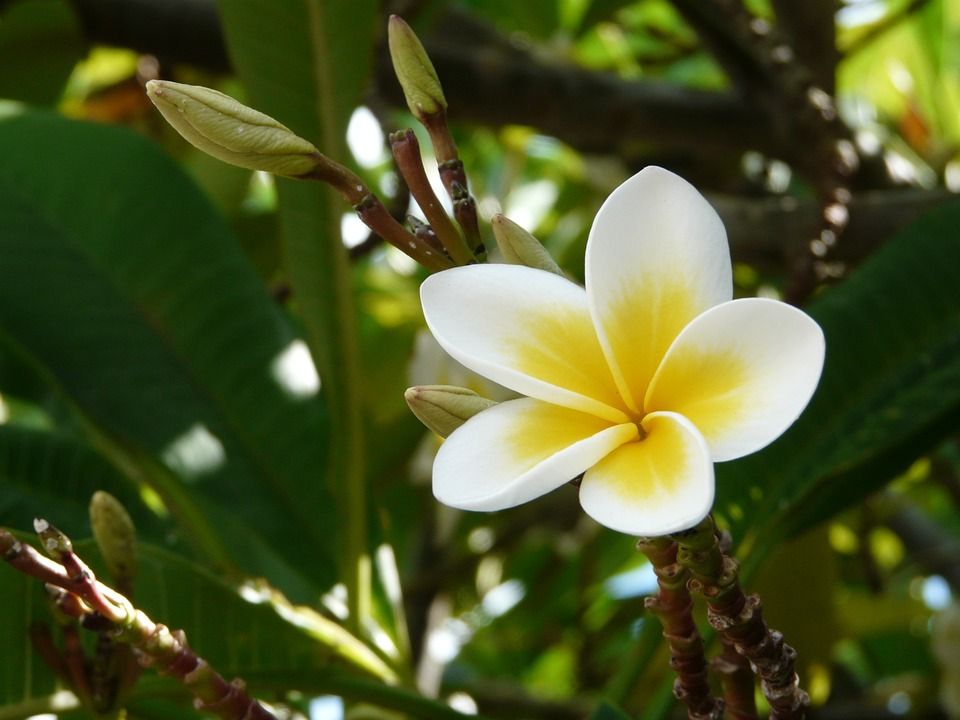 Small plumeria tattoo 0033