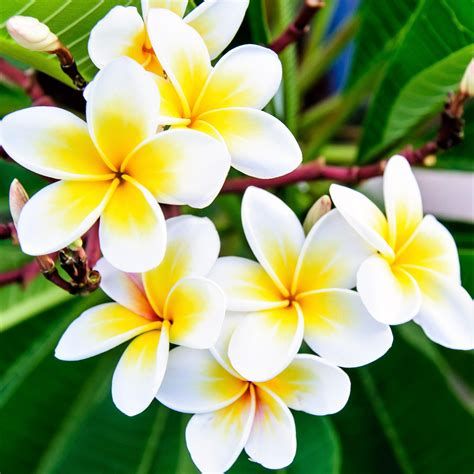 Small plumeria tattoo 0034