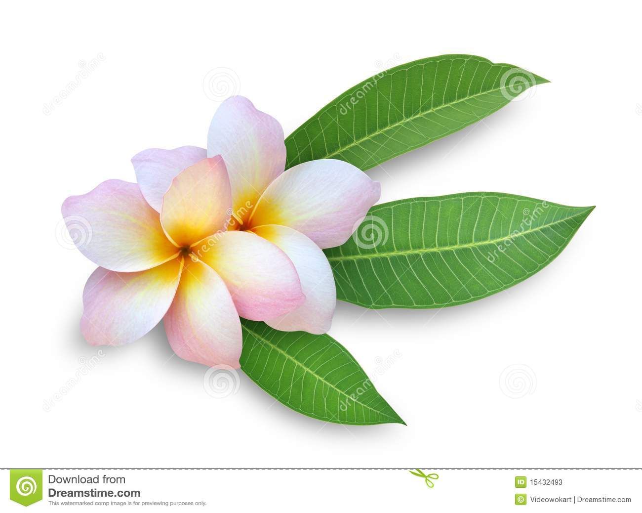 Small plumeria tattoo 0063