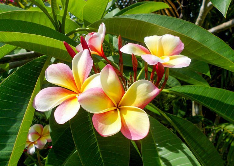 Small plumeria tattoo 0081