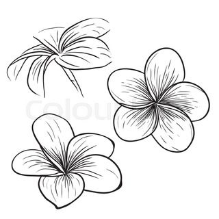 Small plumeria tattoo 0082