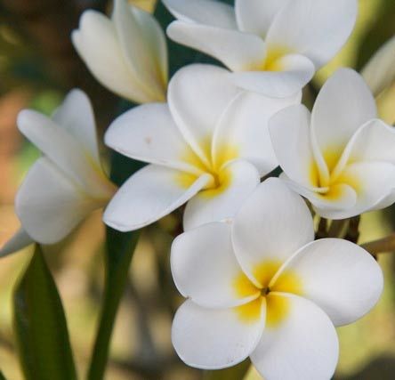 Small plumeria tattoo 0083