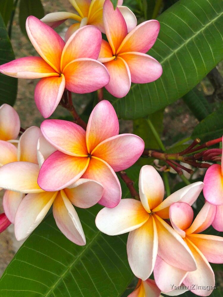 Small plumeria tattoo 0091