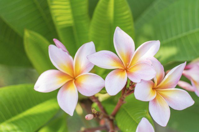 Small plumeria tattoo 0092