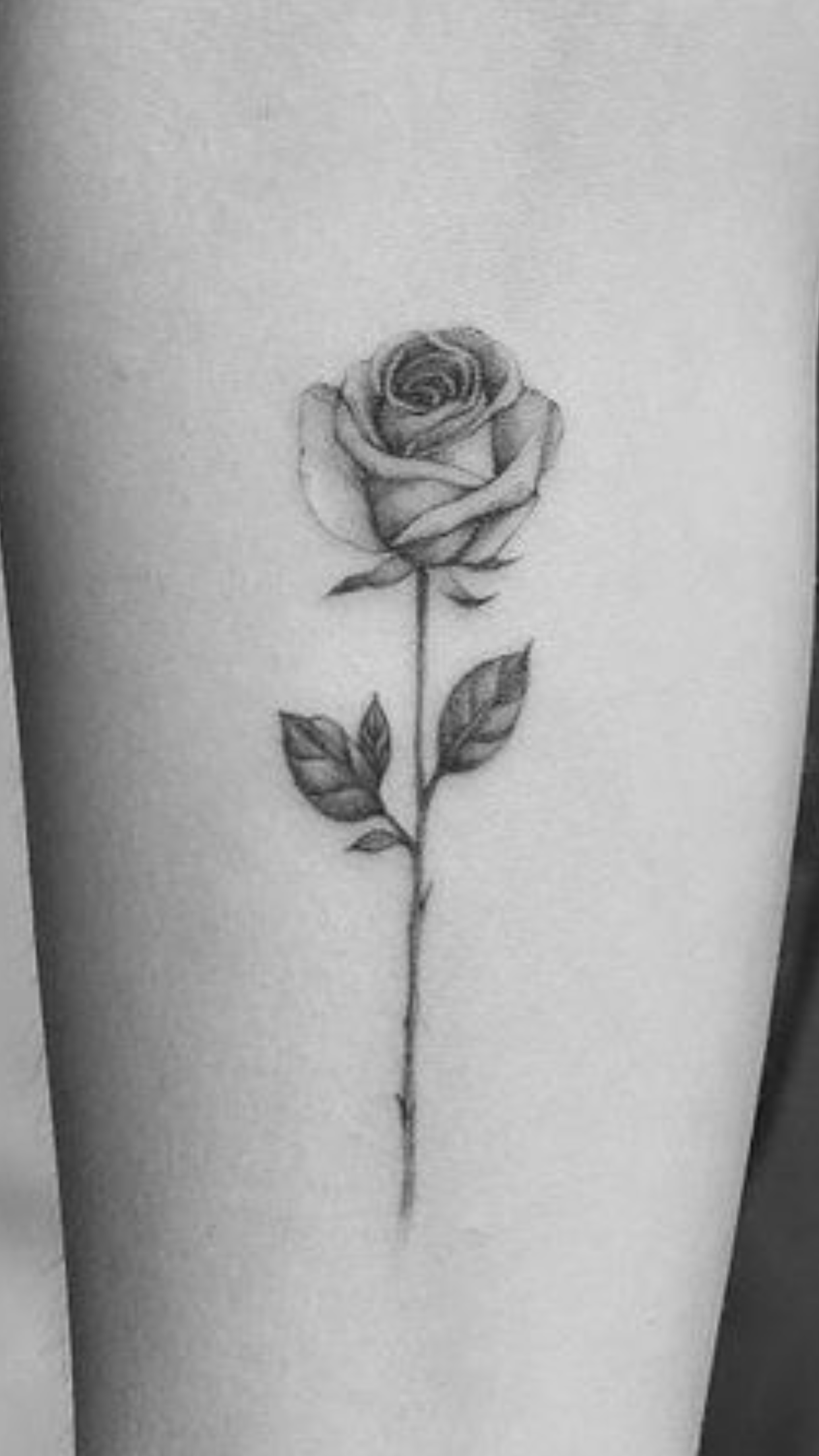 Small rose tattoo 0071