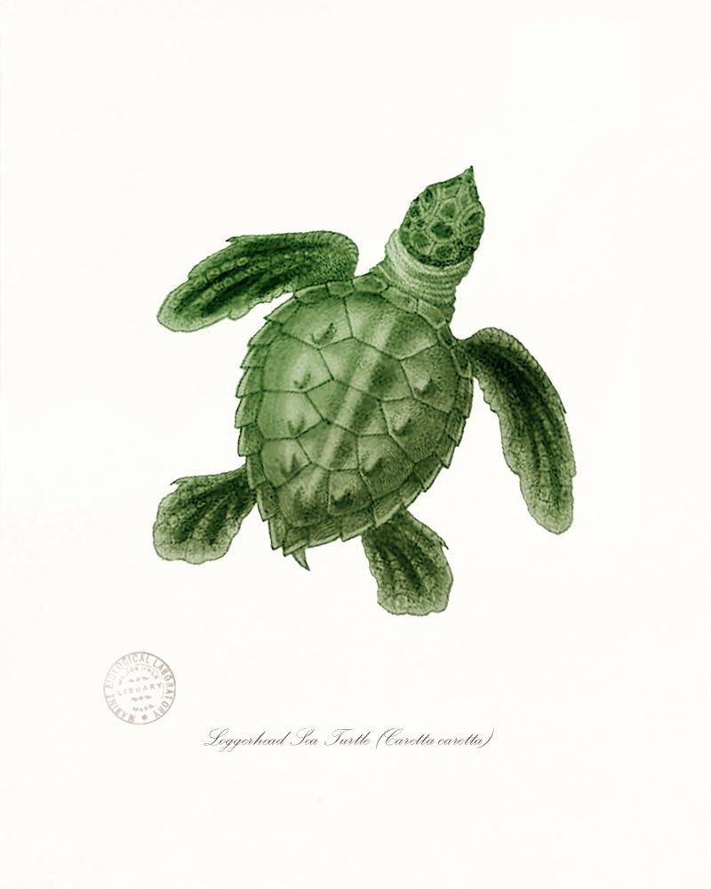 Small sea turtle tattoo 0052