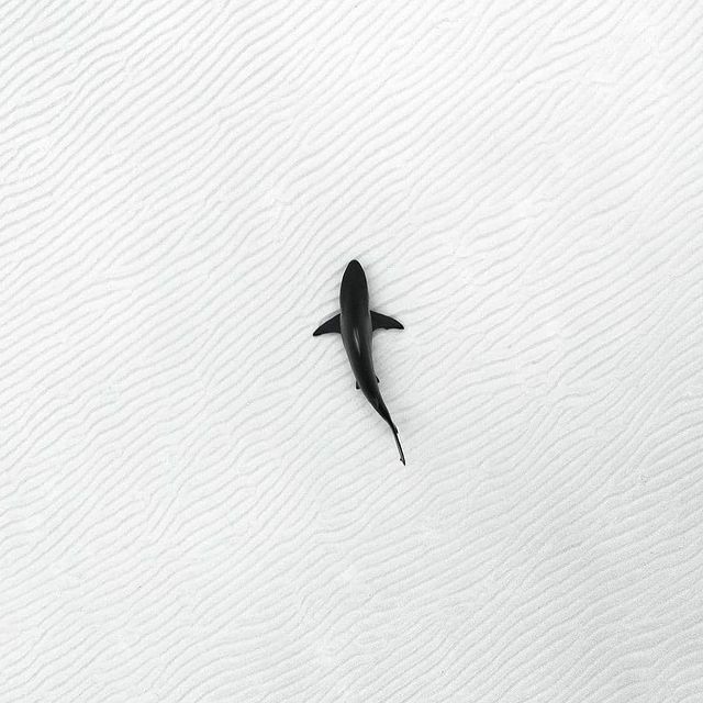 small shark tattoo 0070