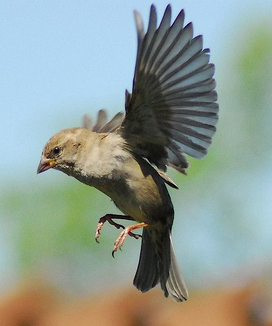 small sparrow tattoo 0073