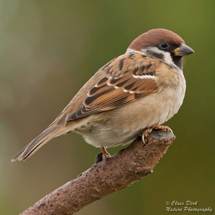 small sparrow tattoo 0081