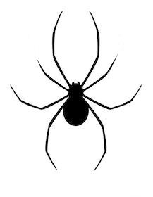 small spider tattoo 0029