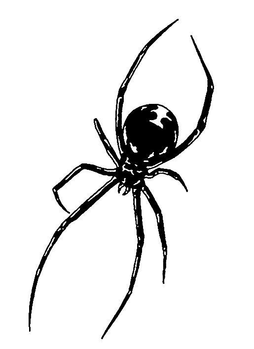 small spider tattoo 0047