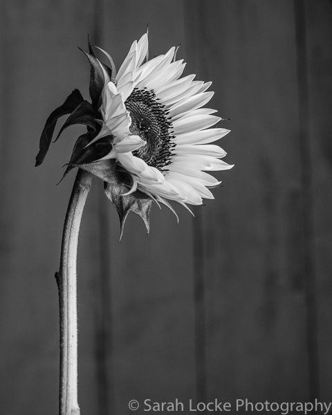 Small sunflower tattoo black and white 0061