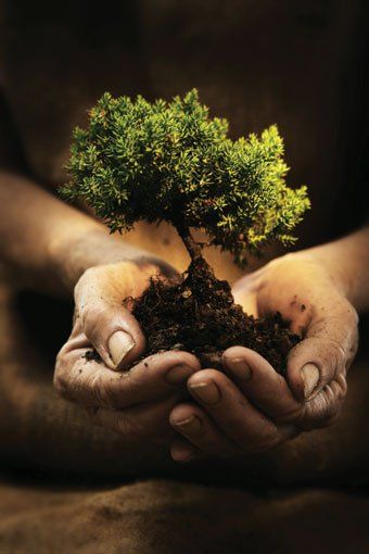 Small tree tattoo 0056