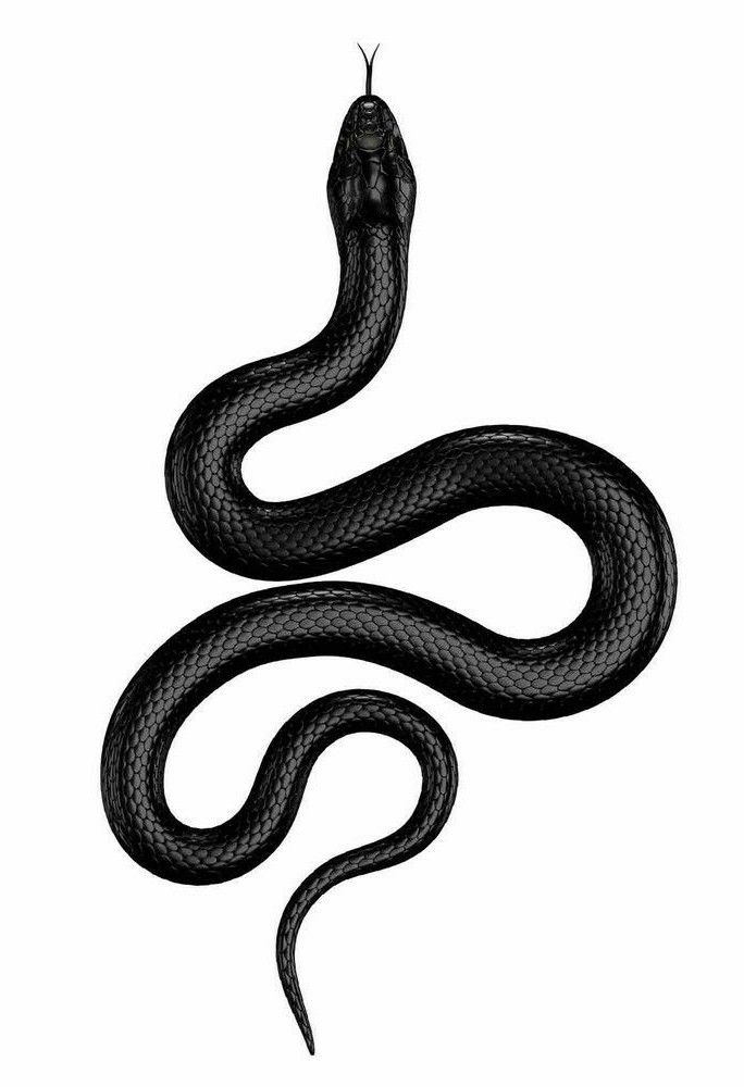 snake tattoo ideas 0029