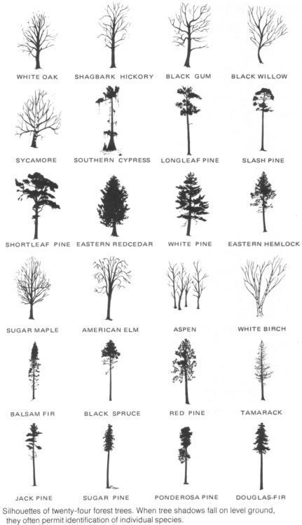 sophisticated tree tattoo ideas for first tattoos.