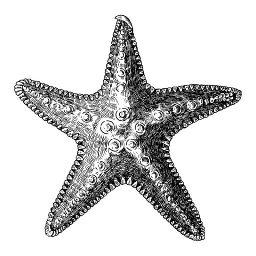 Starfish Tattoo Ideas 0038