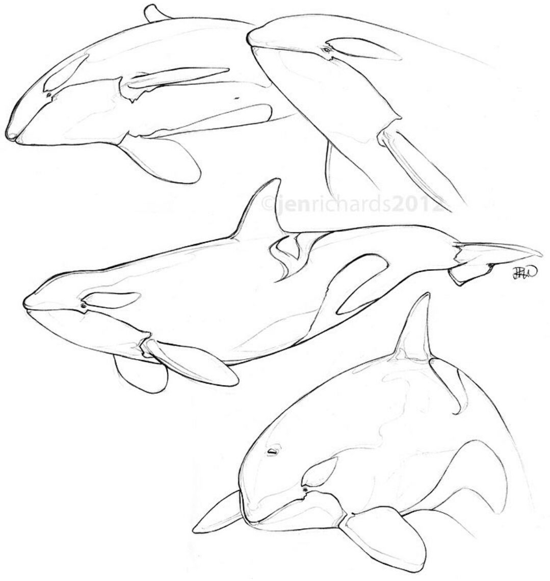 tattoo dolphin ideas 0051