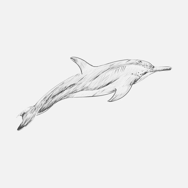 tattoo dolphin ideas 0073