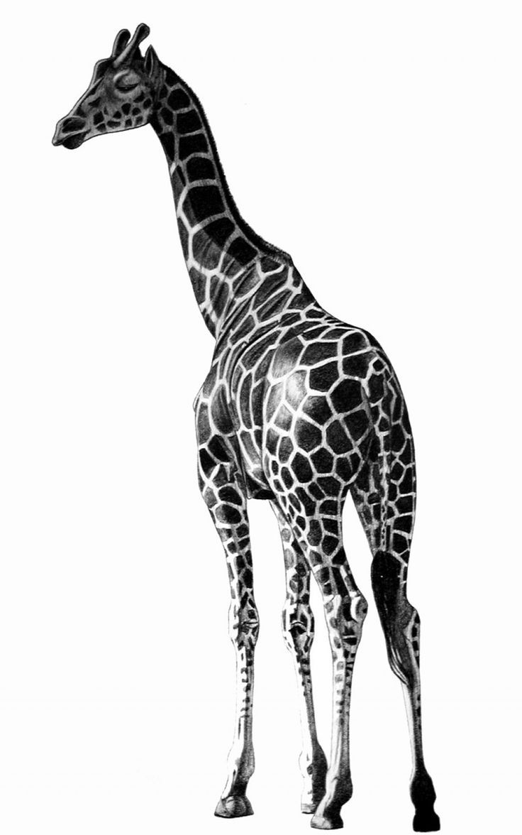 tattoo ideas giraffe 0044