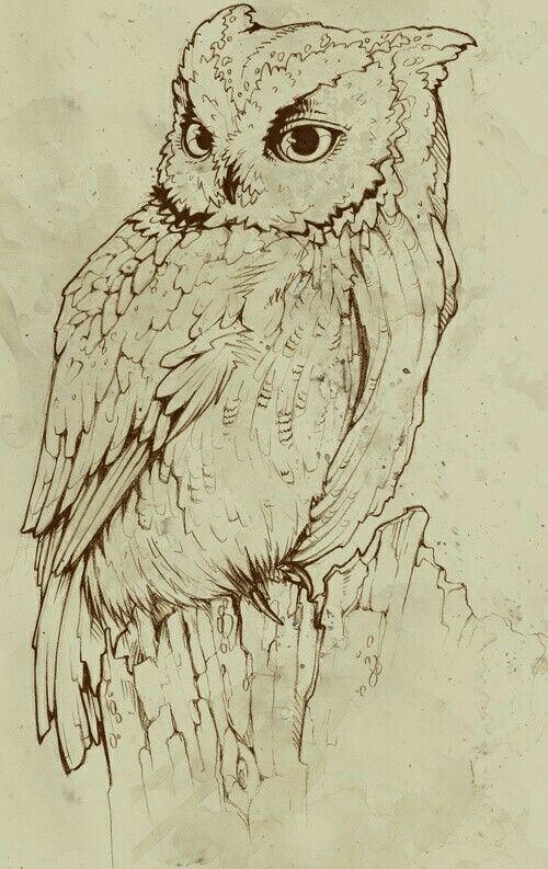 tattoo ideas owl 0066