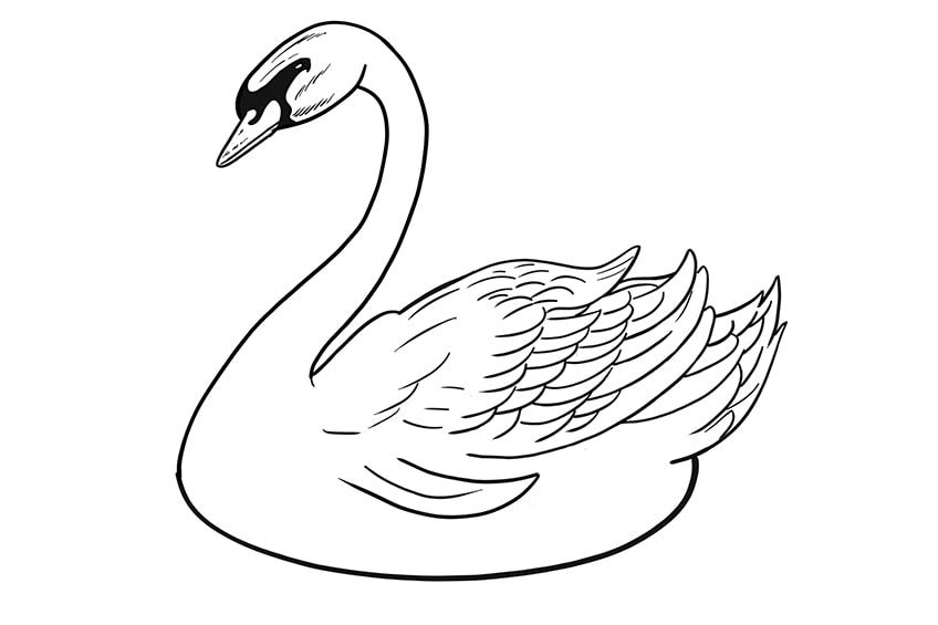 tattoo ideas swan 0060