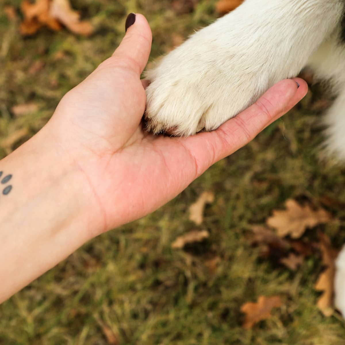 trendy memorial dog tattoo ideas for modern pet owners.