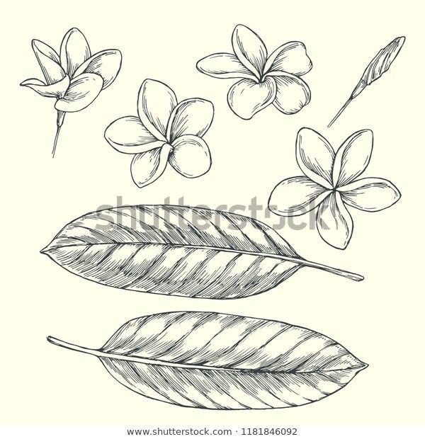 trendy small plumeria tattoo options.