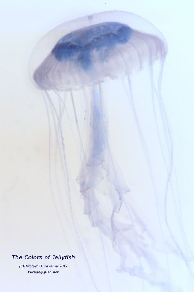 unique small jellyfish tattoo concepts