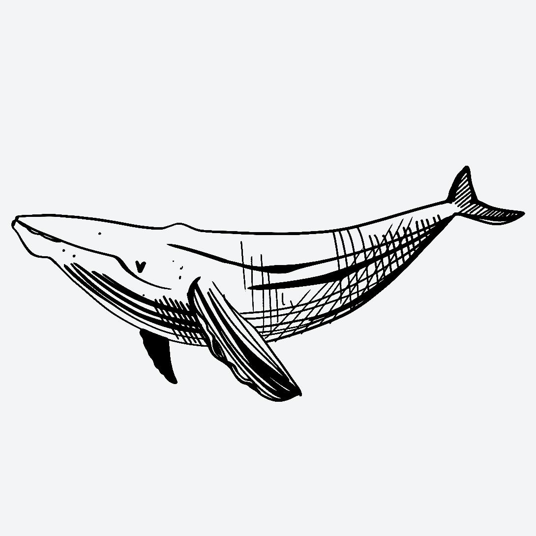 Whale Tattoo Ideas 0098