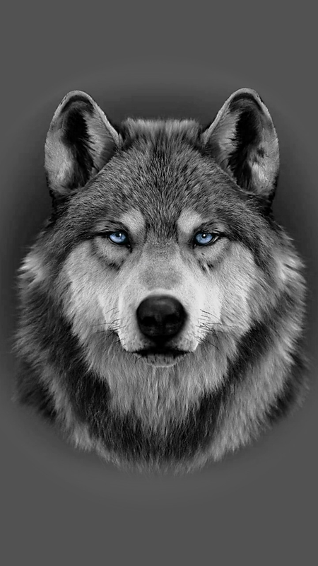 wolf tattoo ideas 0076