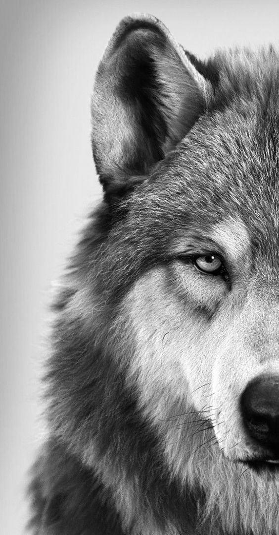 wolf tattoo ideas 0049