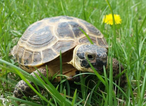 Small sea turtle tattoo unveiled as a symbol of wisdom and protection